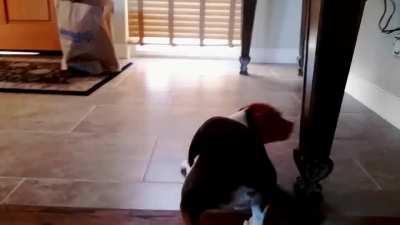 Beagle vs Walmart