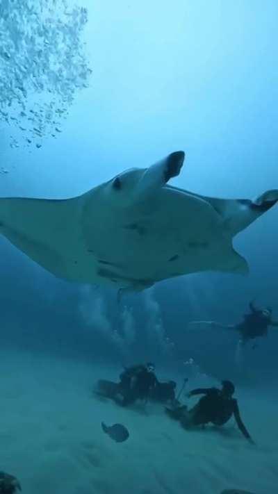 Some manta rays have been recorded as having a 9.2 meter wingspan (+30ft). True gentle giants