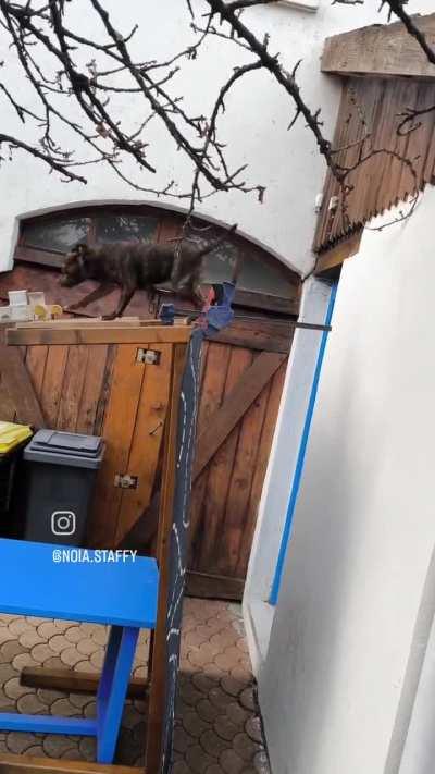 The dog overcomes a series of obstacles, the most agile.