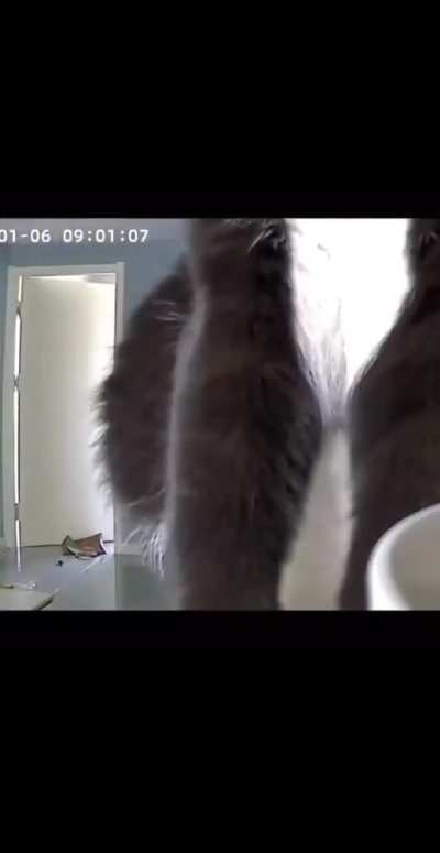Security footage from when my cat realized the cameras work both ways.