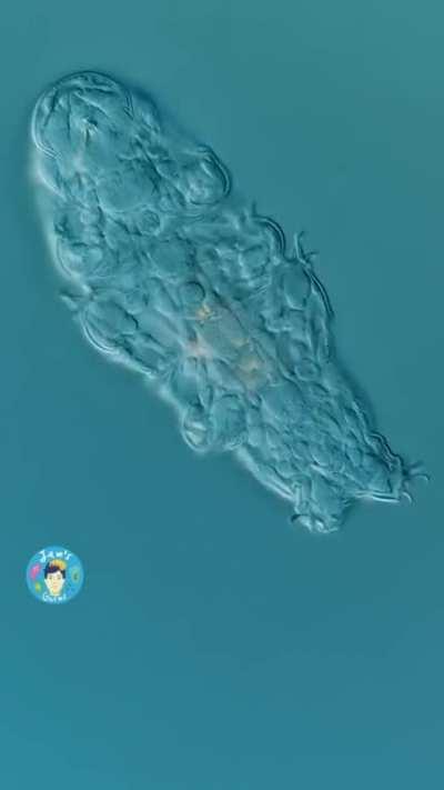 Close Up Look - Tardigrade/Water Bear
