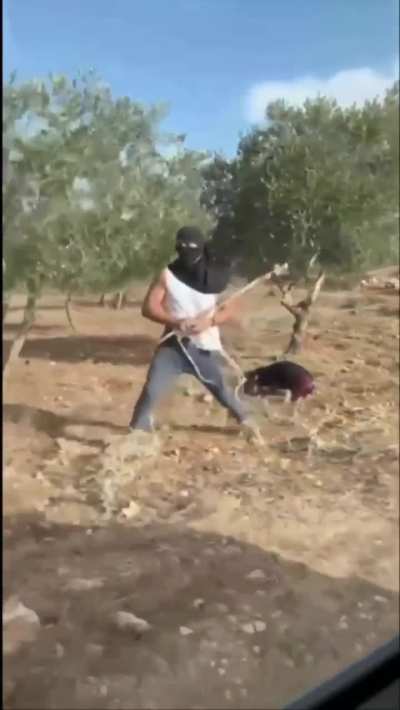 Masked israeli settler assaults an elderly woman in the West Bank