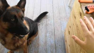 He really really really likes walks