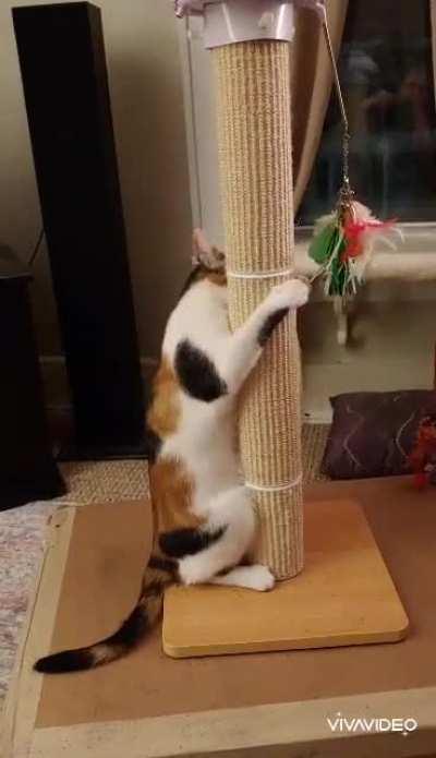 Catnip makes T. Pinknose a bit frisky. She told me she was 