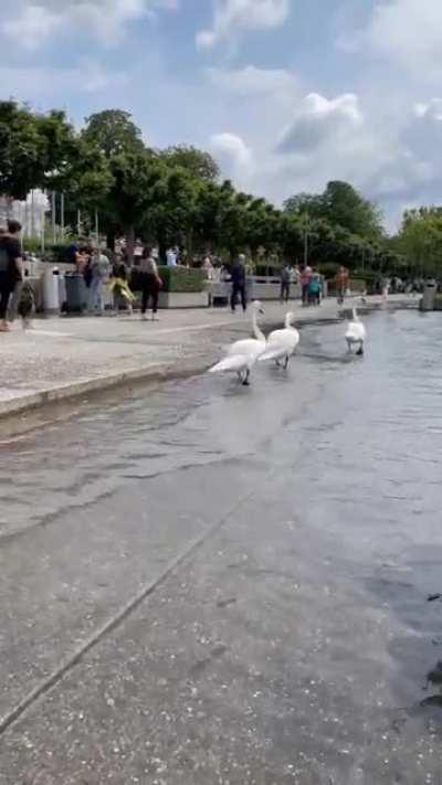 Swans parade at Bellevue, Zurich