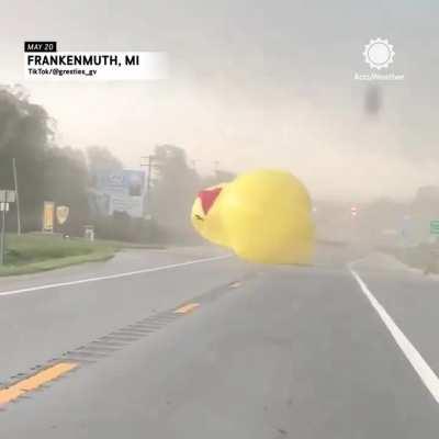 Duck Terrorizes Downtown District