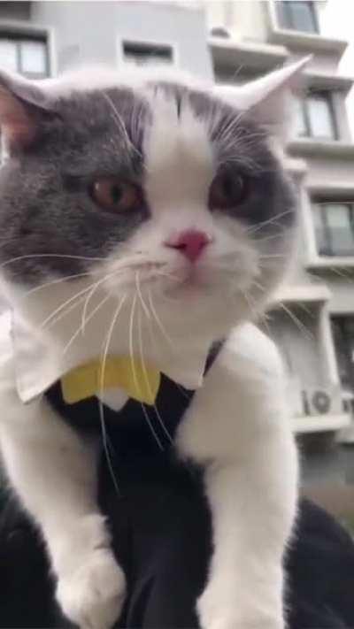 A cat with the strongest Cork accent is the best thing you'll see on the internet today. #CorkCat