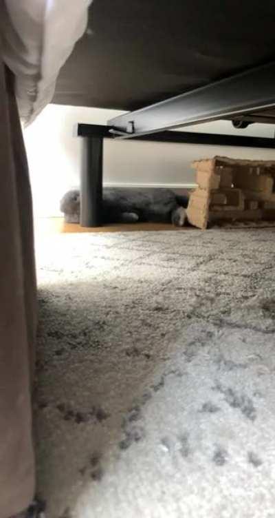 Gummi looked cute under our bed so I wanted a video. Captured this sweet lil flop 🥺