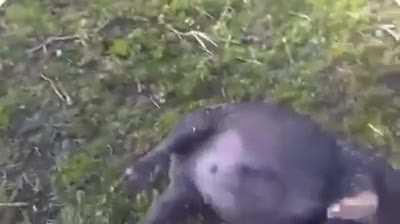 To wake up a drunk pig (not mine)