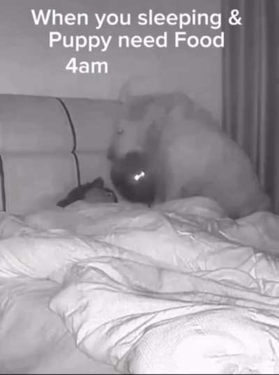 When the puppy needs food at 4am