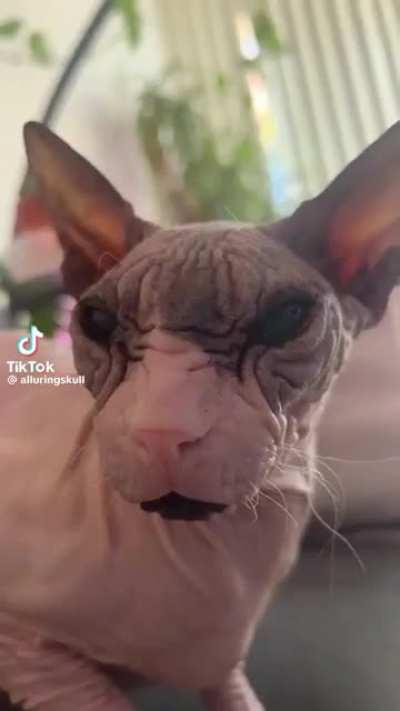 Reptile wunk (0 Brain Function)