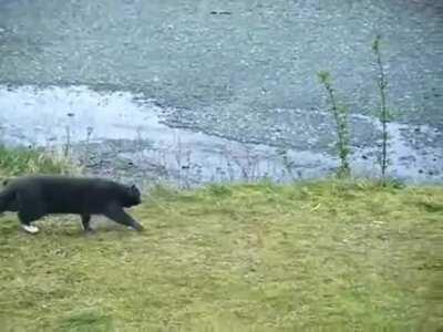 A Cat Hunting a Bird
