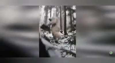 endangered species slips and dies