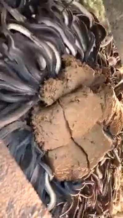 Don't slip at the eel farm.