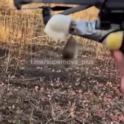Russian soldiers captured a mouse in their trench and taped it to a drone drop grenade