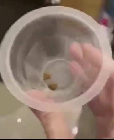 Got one freaking job... Damn human