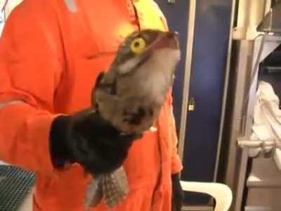 Yoru if she got caught by public safety: