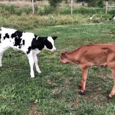 Baby Cows Meet Each Other For The First Time