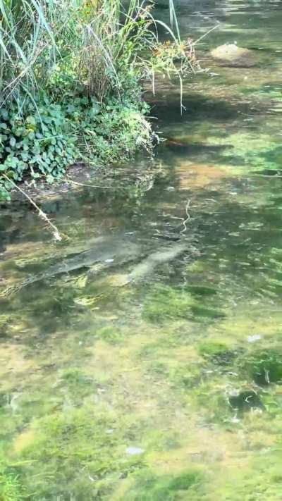 Group of gar in Colorado River (Austin, TX)