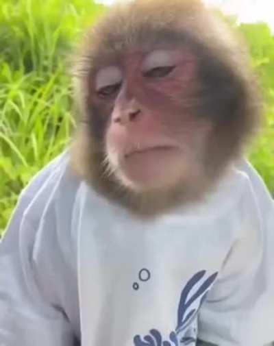 Funky monky sunday hit