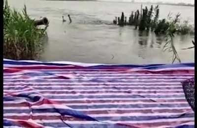 suicide also happens in fish