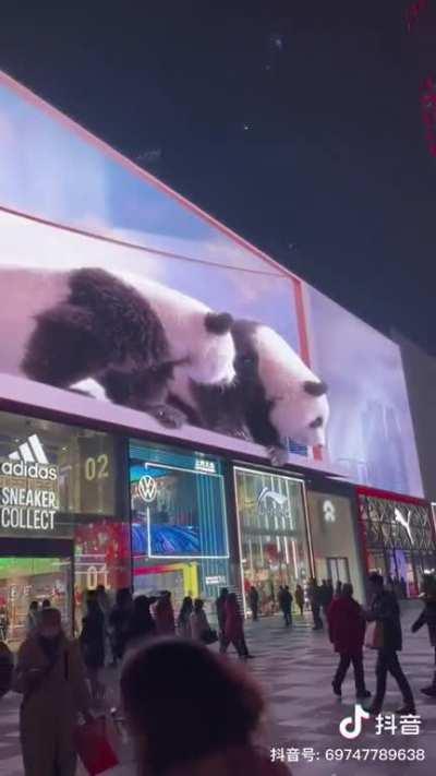 3D panda billboard in Chengdu, Sichuan