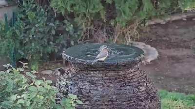 Cedar Waxwings visiting our backyard fountain in Southern California