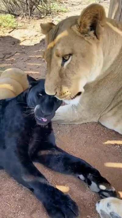 Lioness loves her leopard 