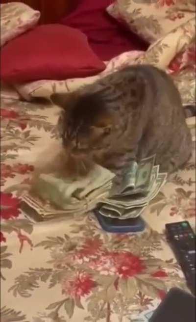 Si me pagaran por shitpostear