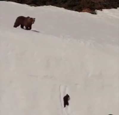 🔥 Today’s blockbuster: Saving the bear cub!