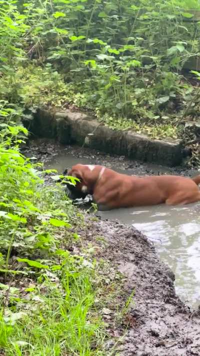 Tobes the Hippo returns.