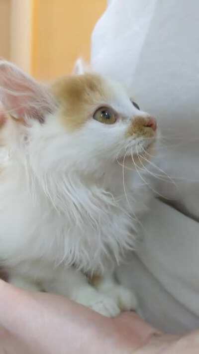 We got a cat and she's a racing car motor