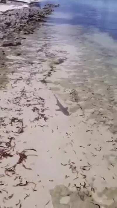 And I will name him 'Squishy' .