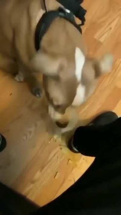 To politely feed the dog