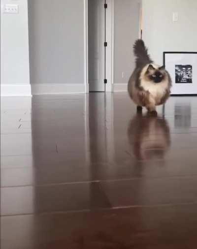 The Great Flonker Reveal