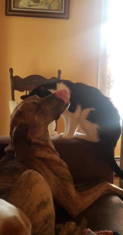 Rufus is Far too Tolerant of the Cats