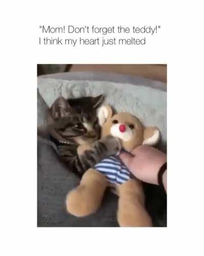 Cats are cute sometimes