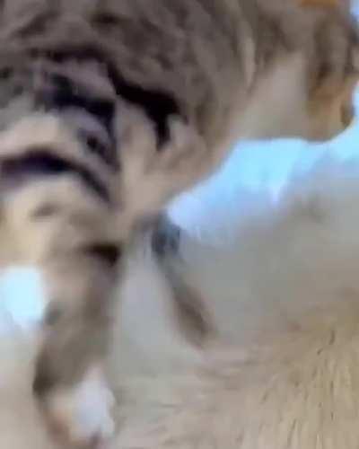 Friendship of horse and cat 😍❤️