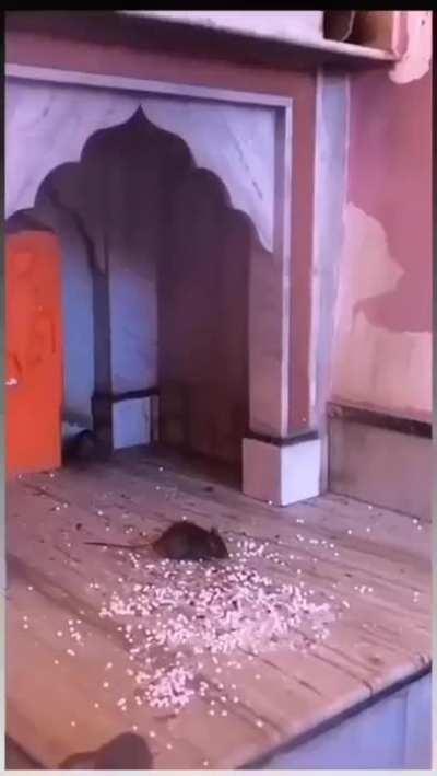 Shree Karni Mataji Temple, Rajasthan. Also called the 