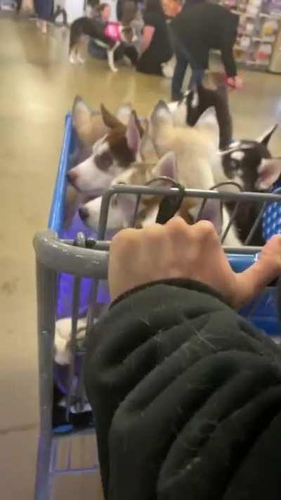 I think we stole the show when we walked into Pet store like that :)