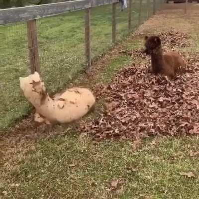 Alpacas in leaves