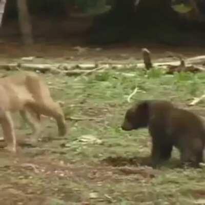 Brave bear cub stands up to a puma.