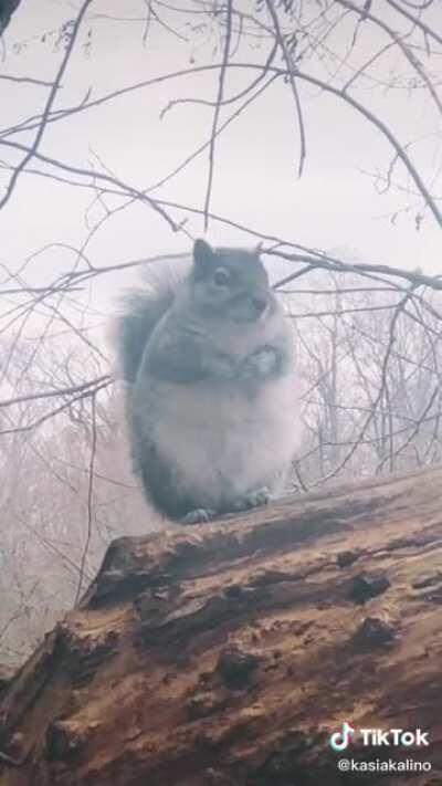 Any bigger and he'd start revolving around the sun