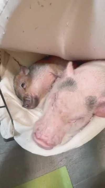 Not a care in the world