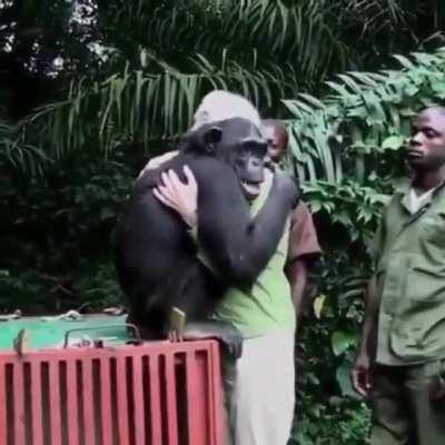 Chimp gets released back into the wild and thanks his caretakers