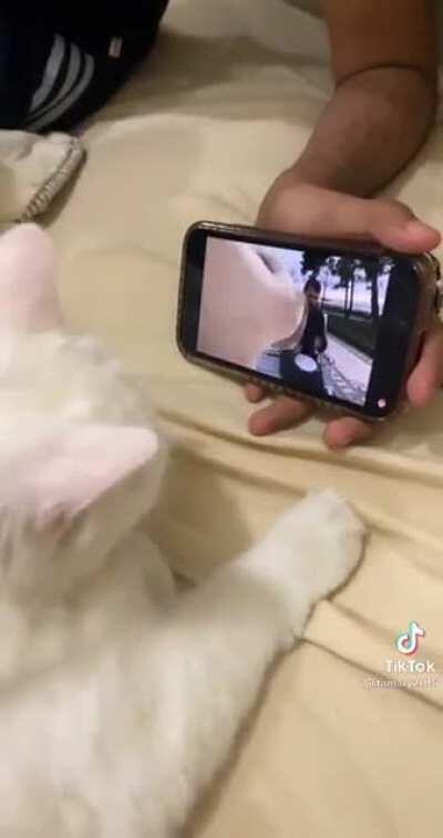 I Founded The Head Shaking Cat.