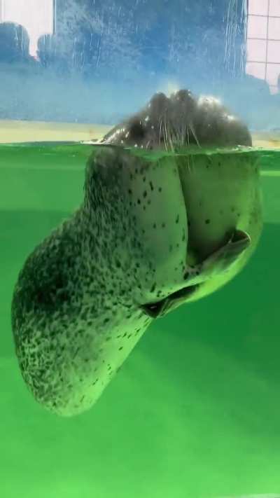 I need cuddles like this