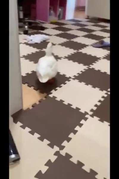 We Put Subaru Noises Over A Cute Duck Video