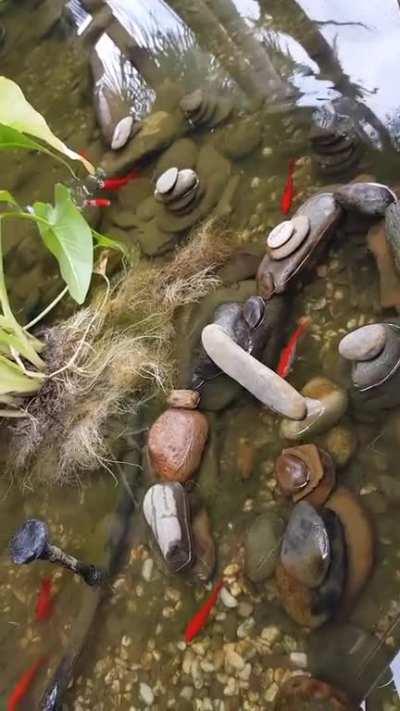 Gold fish in the fish pond going under bridges