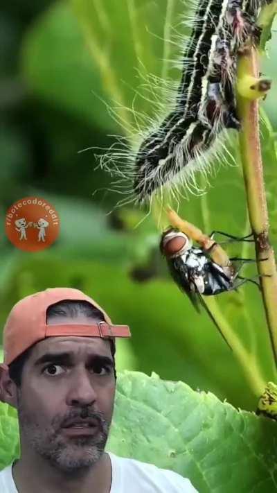 (╯ ͝° ͜ʖ͡°)╯